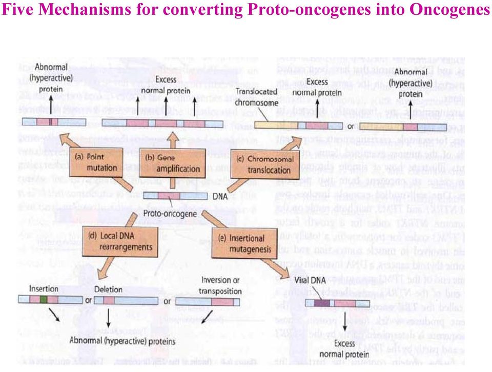 Proto-oncogenes