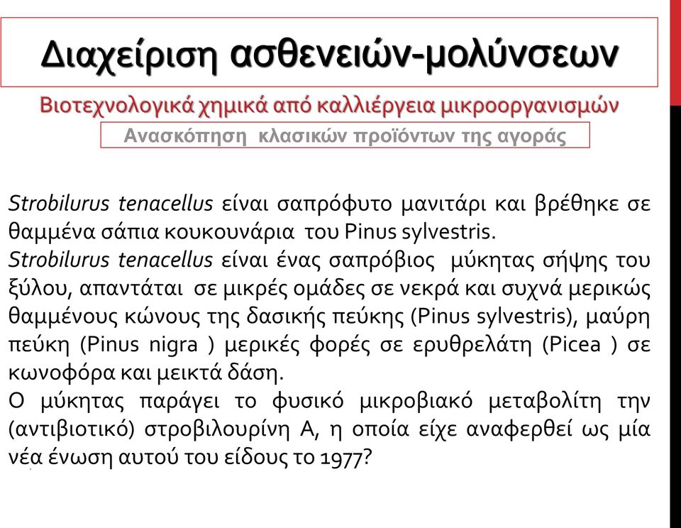 Strobilurus tenacellus είναι ένας σαπρόβιος μύκητας σήψης του ξύλου, απαντάται σε μικρές ομάδες σε νεκρά και συχνά μερικώς θαμμένους κώνους της