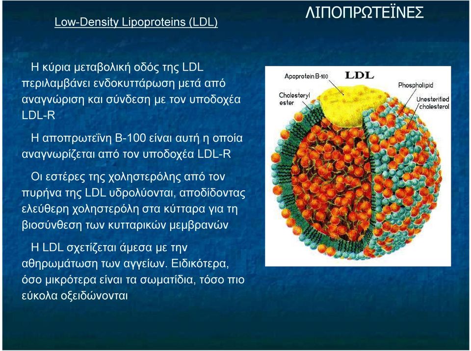 χοληστερόλης από τον πυρήνα της LDL υδρολύονται, αποδίδοντας ελεύθερη χοληστερόλη στα κύτταρα για τη βιοσύνθεση των κυτταρικών
