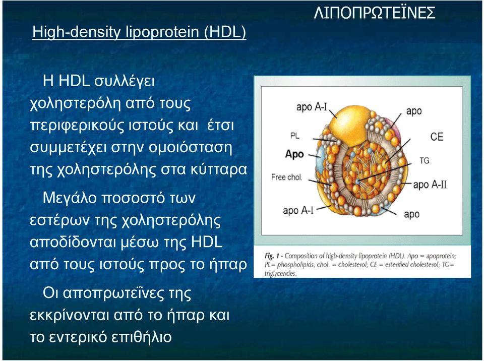 κύτταρα Μεγάλο ποσοστό των εστέρων της χοληστερόλης αποδίδονται μέσω της HDL από