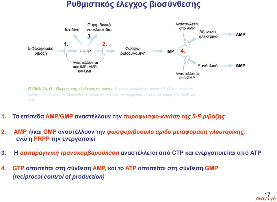AMP ή/και GMP αναστέλλουν την φωσφοριβοσυλο αμιδο μεταφοράση γλουταμίνης, ενώ η PRPP την ενεργοποιεί 3.