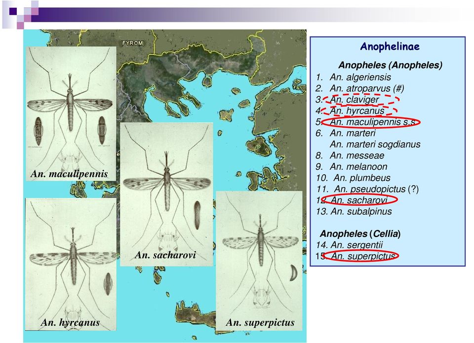 An. plumbeus 11. An. pseudopictus (?) 12. An. sacharovi 13. An. subalpinus An.