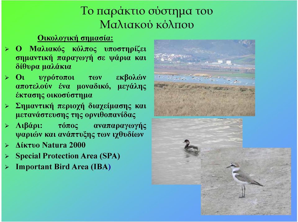 οικοσύστημα Σημαντική περιοχή διαχείμασης και μετανάστευσης της ορνιθοπανίδας Λιβάρι: τόπος
