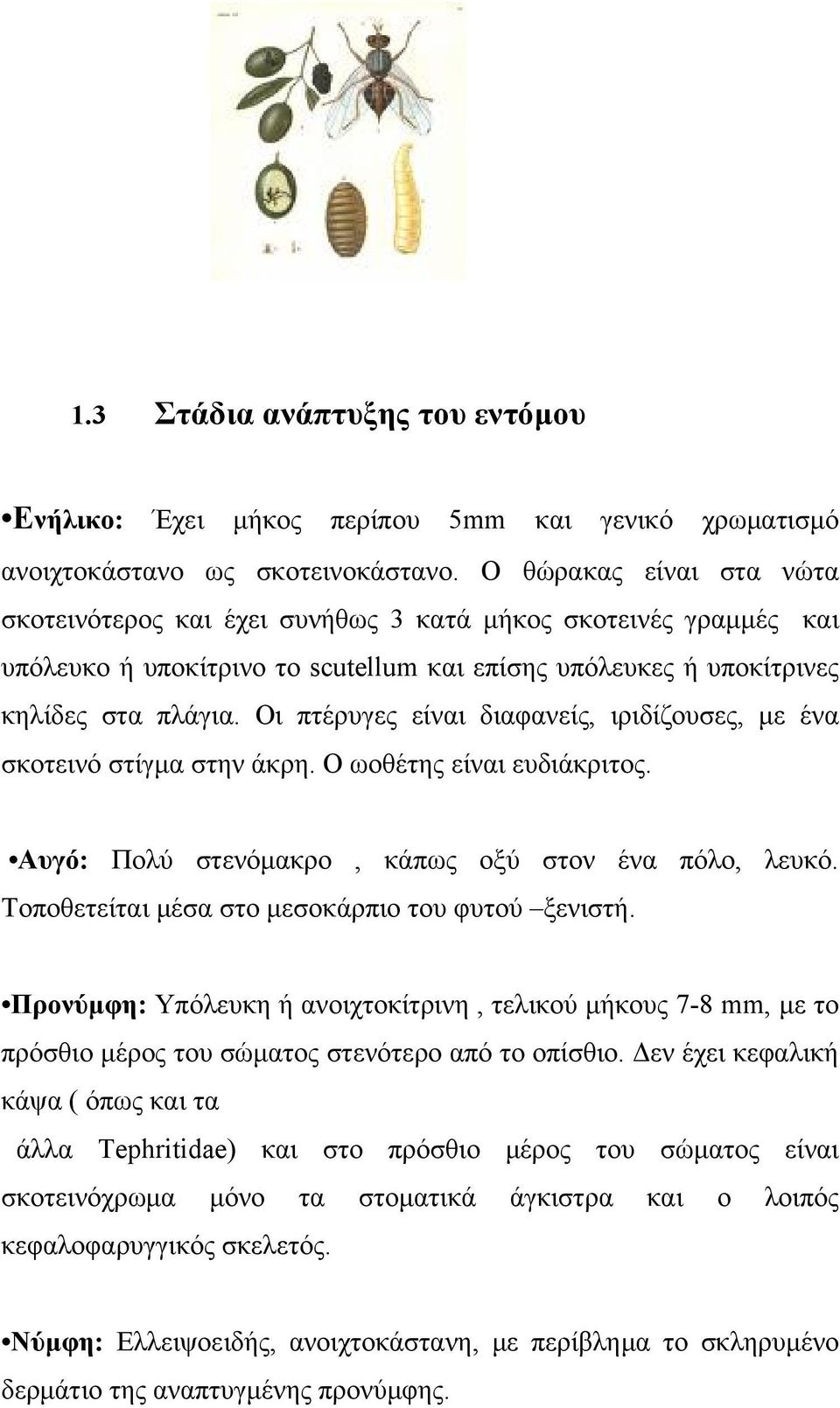 Οι πτέρυγες είναι διαφανείς, ιριδίζουσες, με ένα σκοτεινό στίγμα στην άκρη. Ο ωοθέτης είναι ευδιάκριτος. Αυγό: Πολύ στενόμακρο, κάπως οξύ στον ένα πόλο, λευκό.