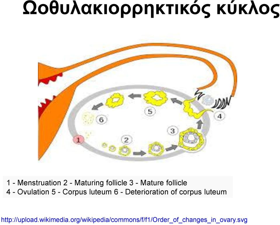 luteum 6 - Deterioration of corpus luteum http://upload.