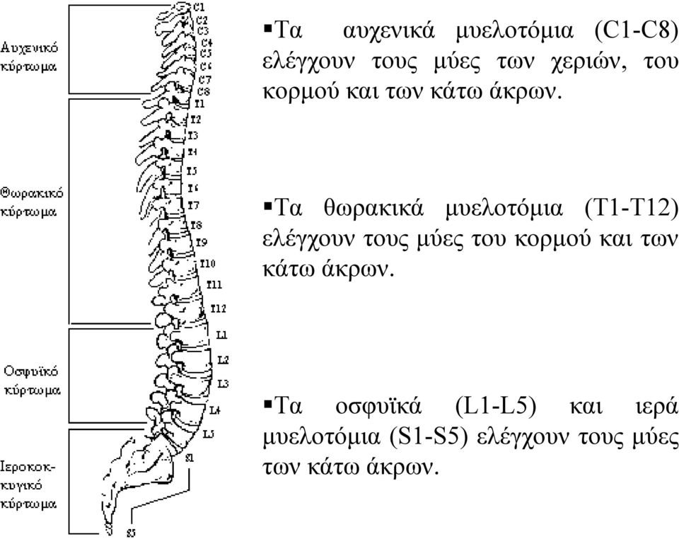 Τα θωρακικά μυελοτόμια (T1-T12) ελέγχουν τους μύες  Τα οσφυϊκά