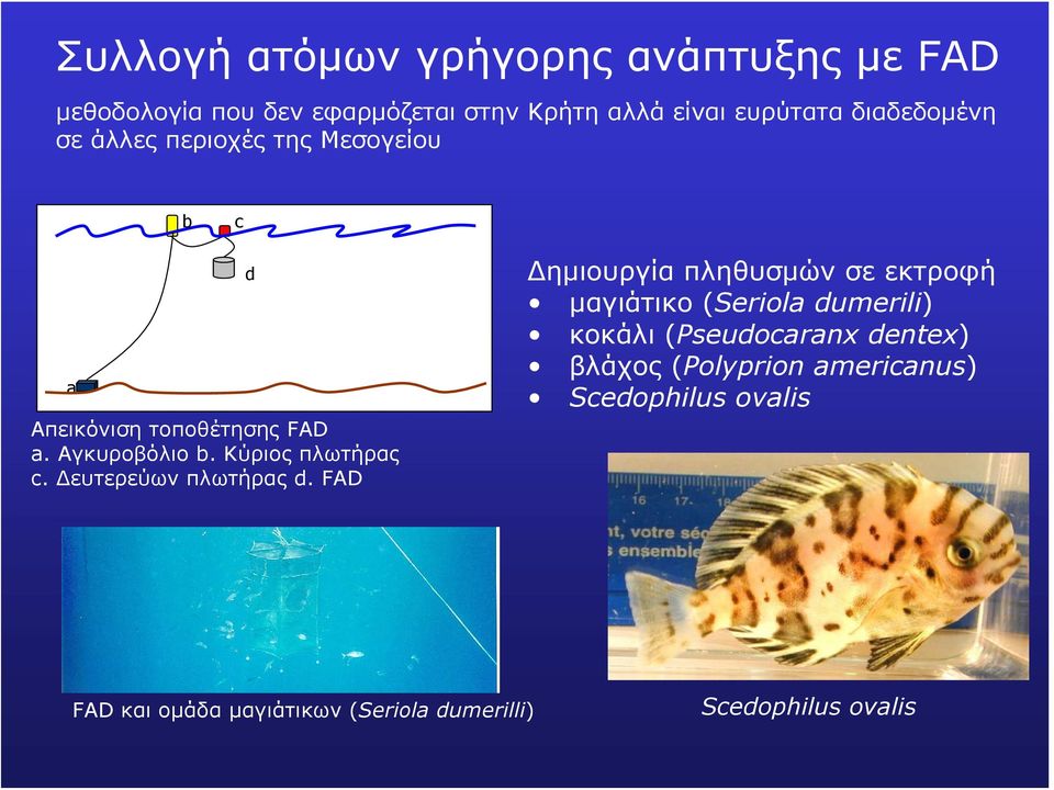 Δευτερεύων πλωτήρας d.