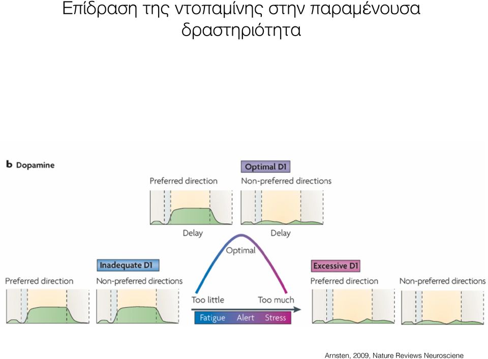 δραστηριότητα Arnsten,