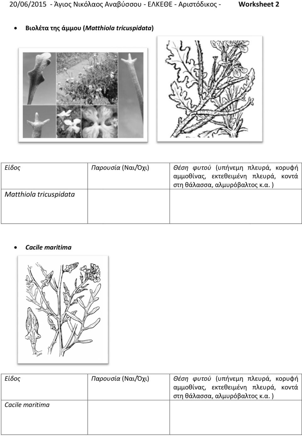 (Matthiola tricuspidata) Matthiola