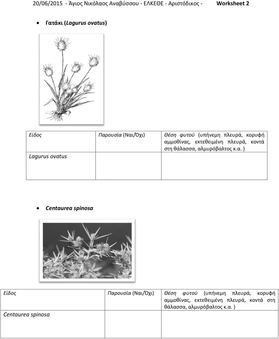 ovatus) Lagurus ovatus Centaurea spinosa