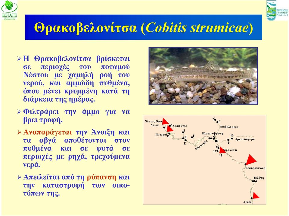 Αναπαράγεται την Άνοιξη και τα αβγά αποθέτονται στον πυθμένα και σε φυτά σε περιοχές με ρηχά, τρεχούμενα νερά.