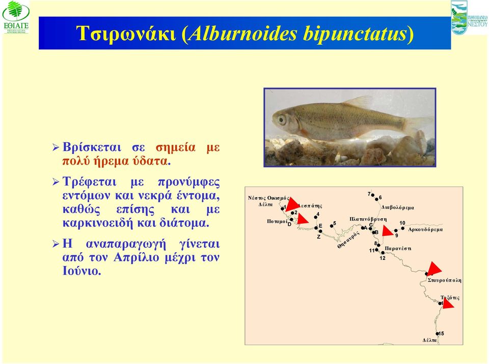 Η αναπαραγωγή γίνεται από τον Απρίλιο μέχρι τον Ιούνιο.