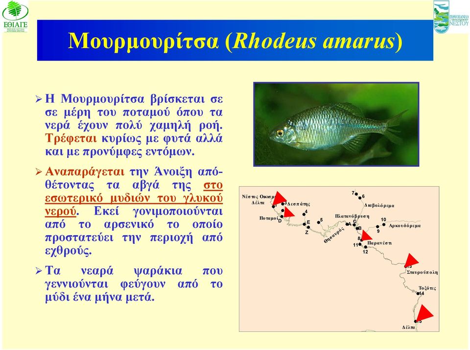 Εκεί γονιμοποιούνται από το αρσενικό το οποίο προστατεύει την περιοχή από εχθρούς.