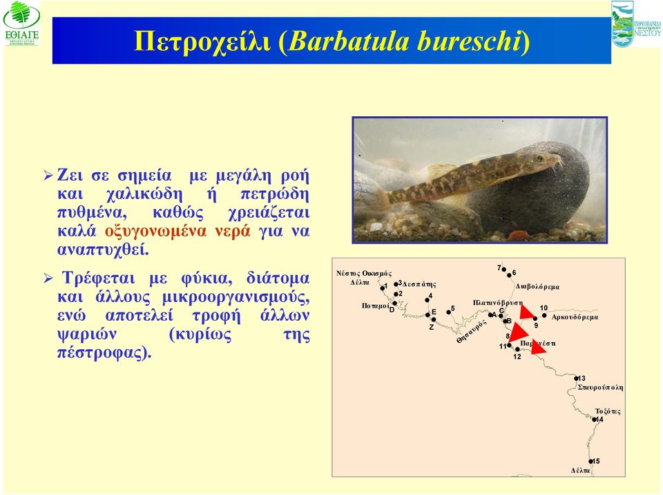 Τρέφεται με φύκια, διάτομα και άλλους μικροοργανισμούς, ενώ αποτελεί τροφή άλλων ψαριών (κυρίως της