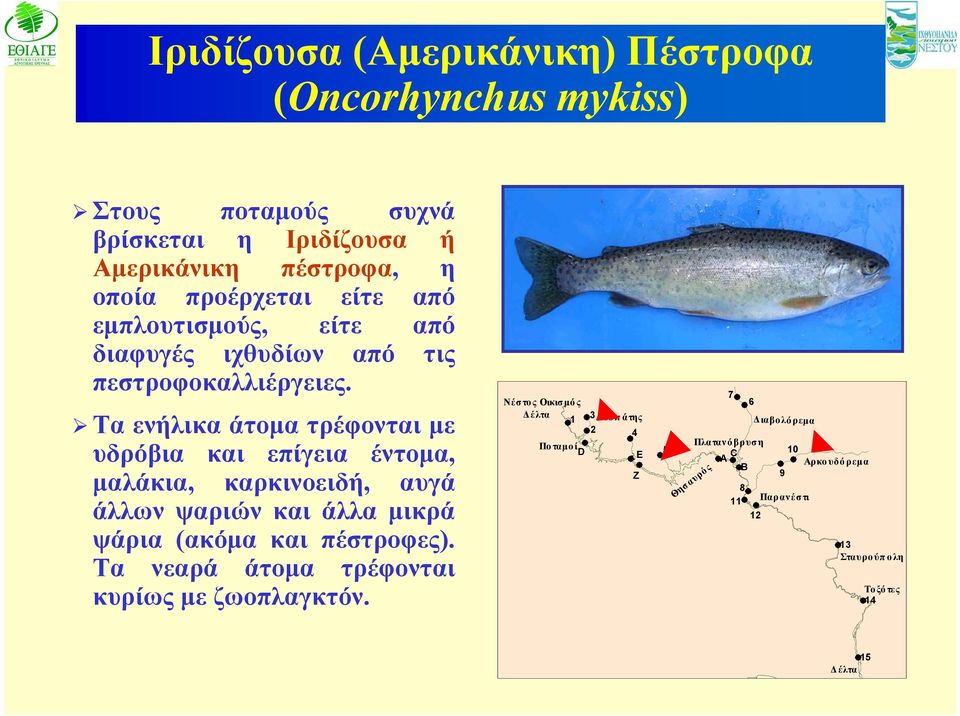 Τα ενήλικα άτομα τρέφονται με υδρόβια και επίγεια έντομα, μαλάκια, καρκινοειδή, αυγά άλλων ψαριών και άλλα μικρά ψάρια (ακόμα και πέστροφες).