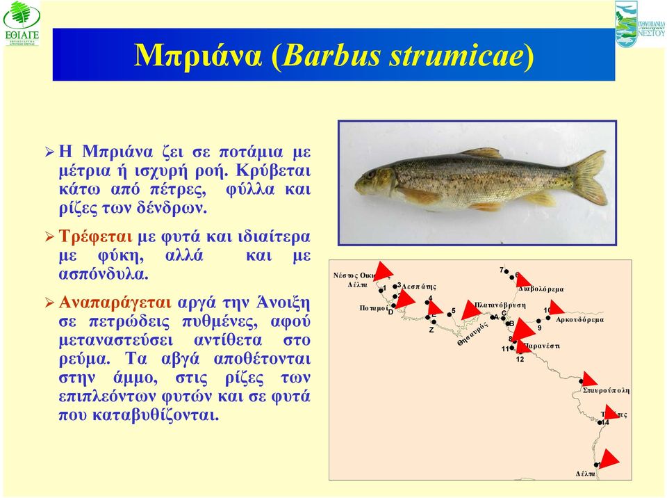 Αναπαράγεται αργά την Άνοιξη σε πετρώδεις πυθμένες, αφού μεταναστεύσει αντίθετα στο ρεύμα.