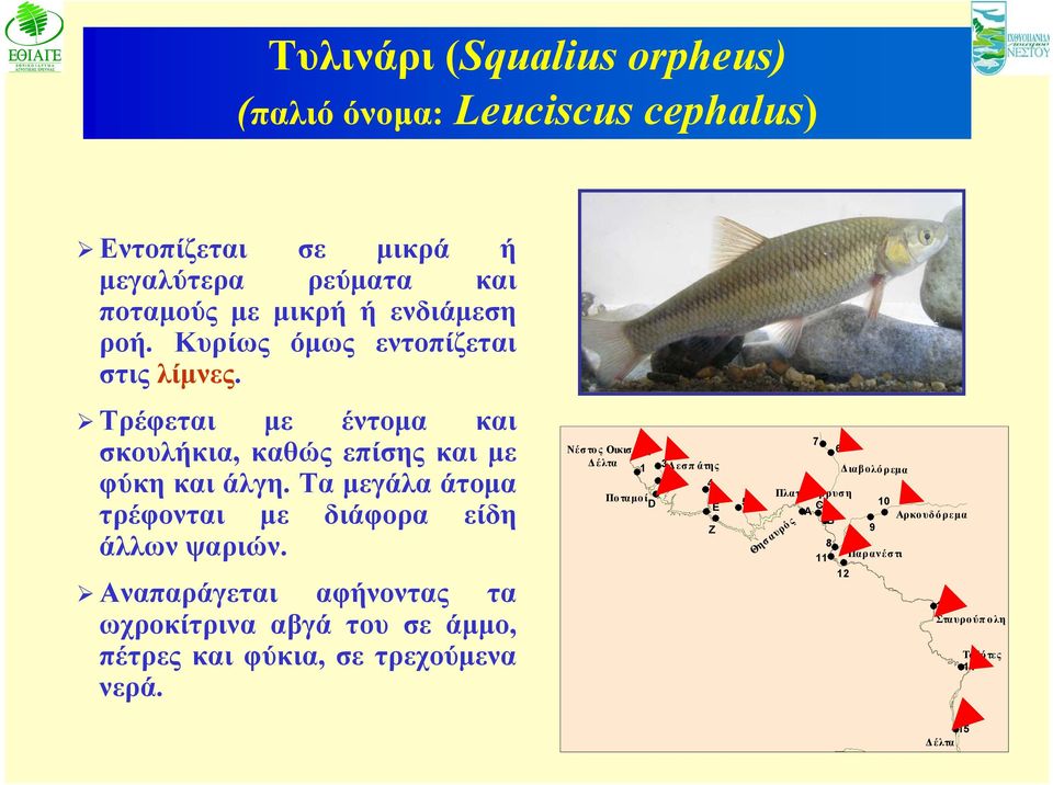 Τα μεγάλα άτομα τρέφονται με διάφορα είδη άλλων ψαριών.