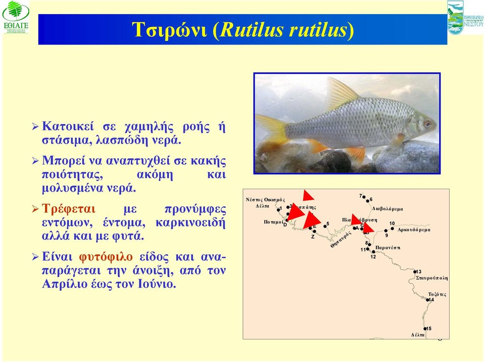 Τρέφεται με προνύμφες εντόμων, έντομα, καρκινοειδή αλλά και με φυτά.