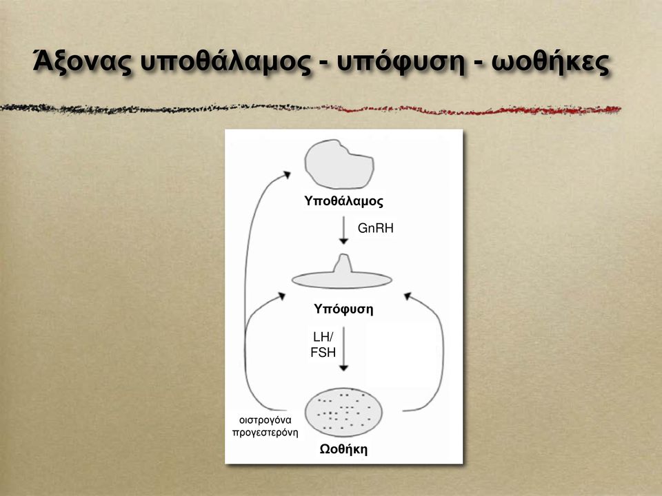 Υποθάλαμος GnRH Υπόφυση