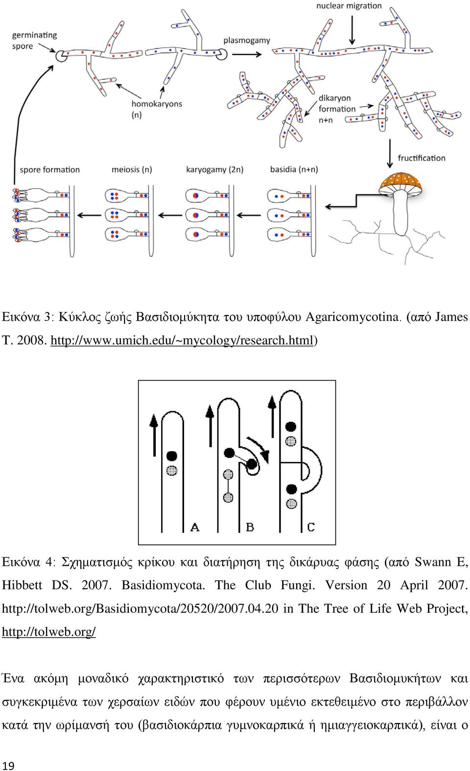 http://tolweb.org/basidiomycota/20520/2007.04.20 in The Tree of Life Web Project, http://tolweb.
