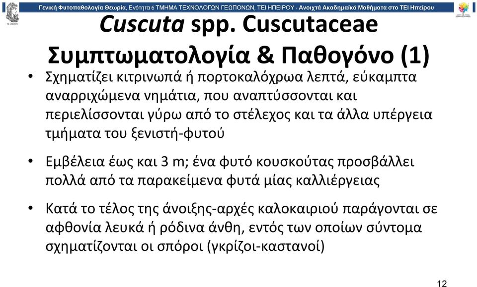 αναπτύσσονται και περιελίσσονται γύρω από το στέλεχος και τα άλλα υπέργεια τμήματα του ξενιστή φυτού Εμβέλεια έως και 3 m;
