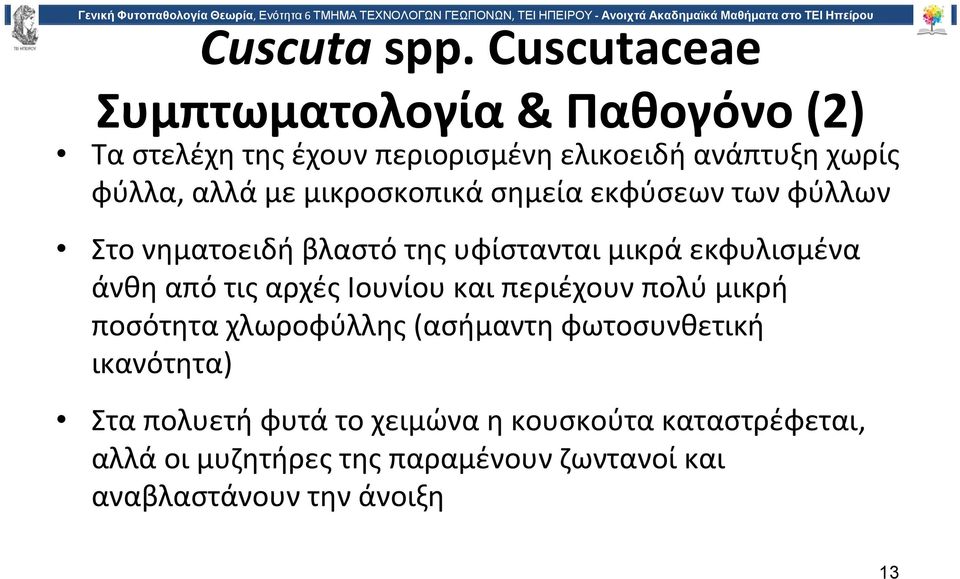 με μικροσκοπικά σημεία εκφύσεων των φύλλων Στο νηματοειδή βλαστό της υφίστανται μικρά εκφυλισμένα άνθη από τις