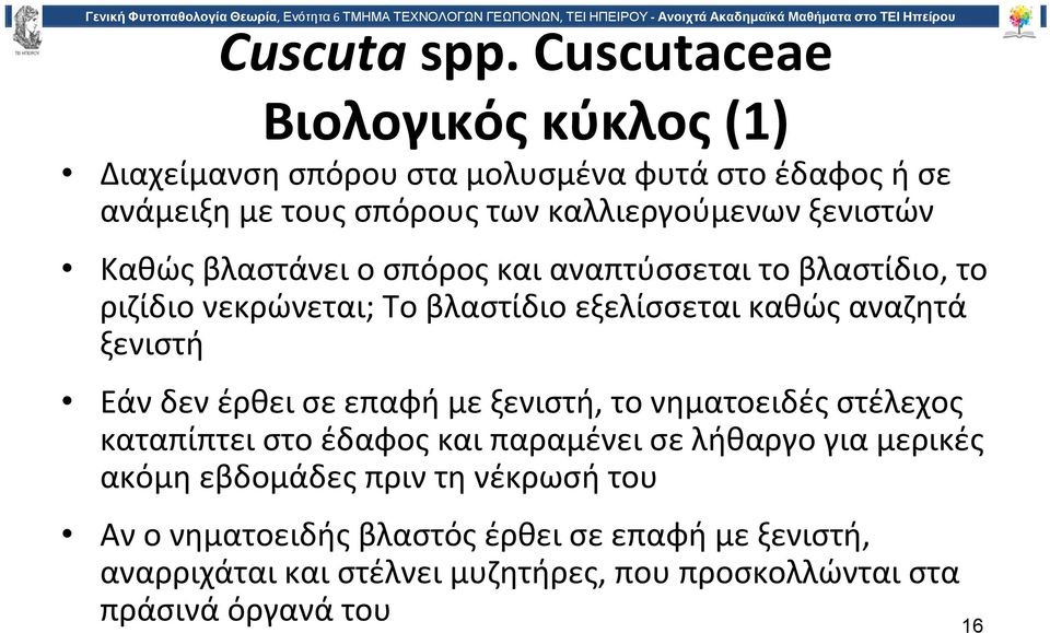 Καθώς βλαστάνει ο σπόρος και αναπτύσσεται το βλαστίδιο, το ριζίδιο νεκρώνεται; Το βλαστίδιο εξελίσσεται καθώς αναζητά ξενιστή Εάν δεν έρθει