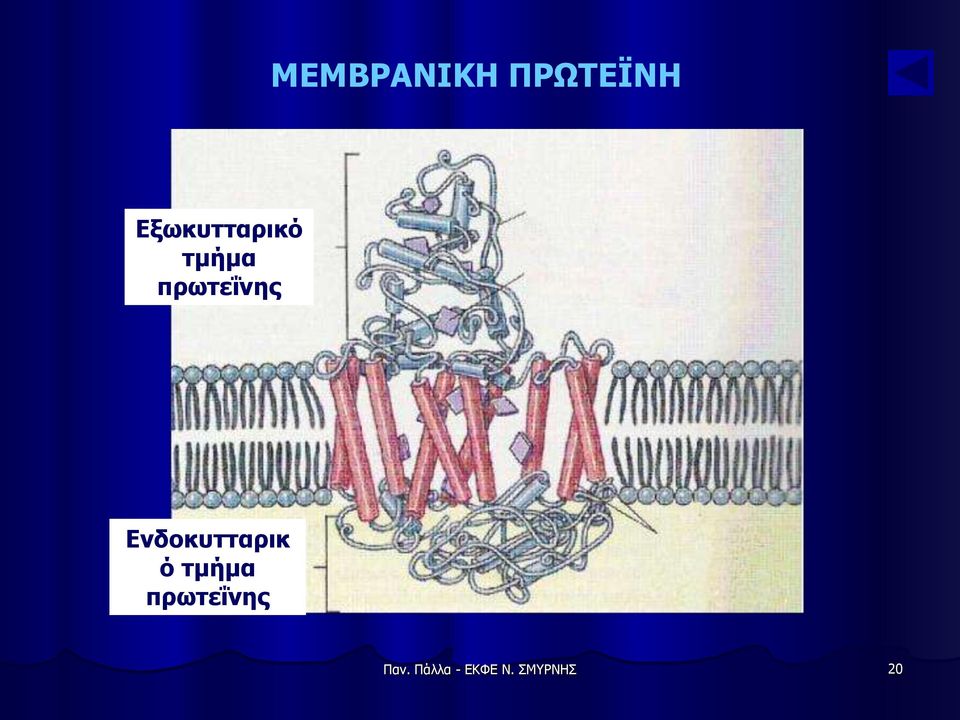 πρωτεΐνης Ενδοκυτταρικ ό