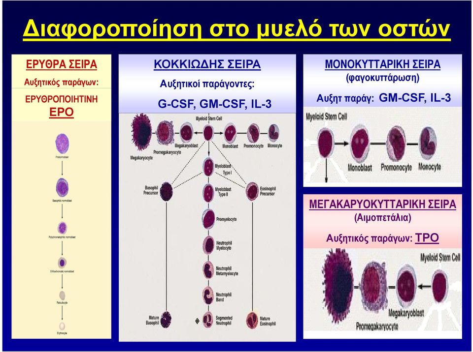 GM-CSF, IL-3 ΜΟΝΟΚΥΤΤΑΡΙΚΗ ΣΕΙΡΑ (φαγοκυττάρωση) Αυξητ παράγ: