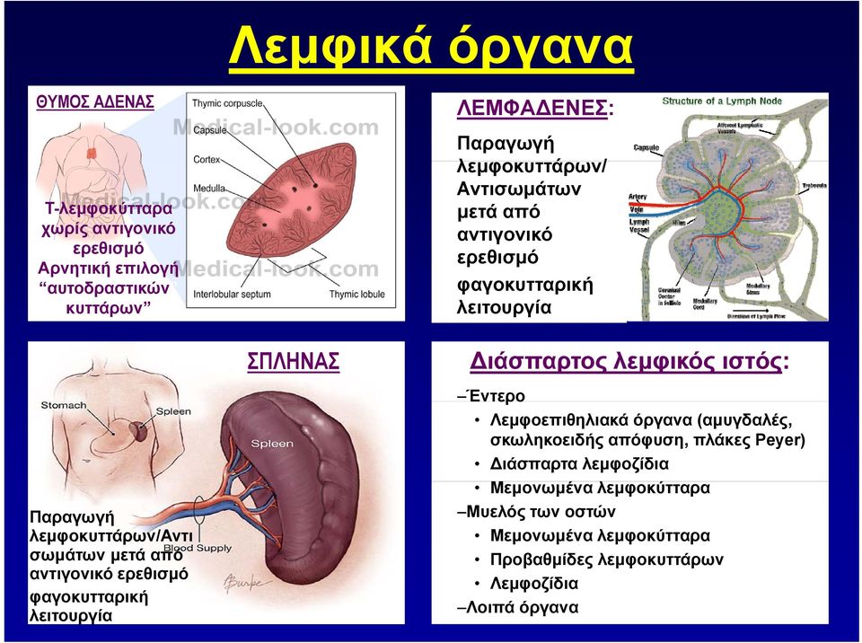 αντιγονικό ερεθισμό φαγοκυτταρική λειτουργία ιάσπαρτος λεμφικός ιστός: Έντερο Λεμφοεπιθηλιακά όργανα (αμυγδαλές, σκωληκοειδής απόφυση,