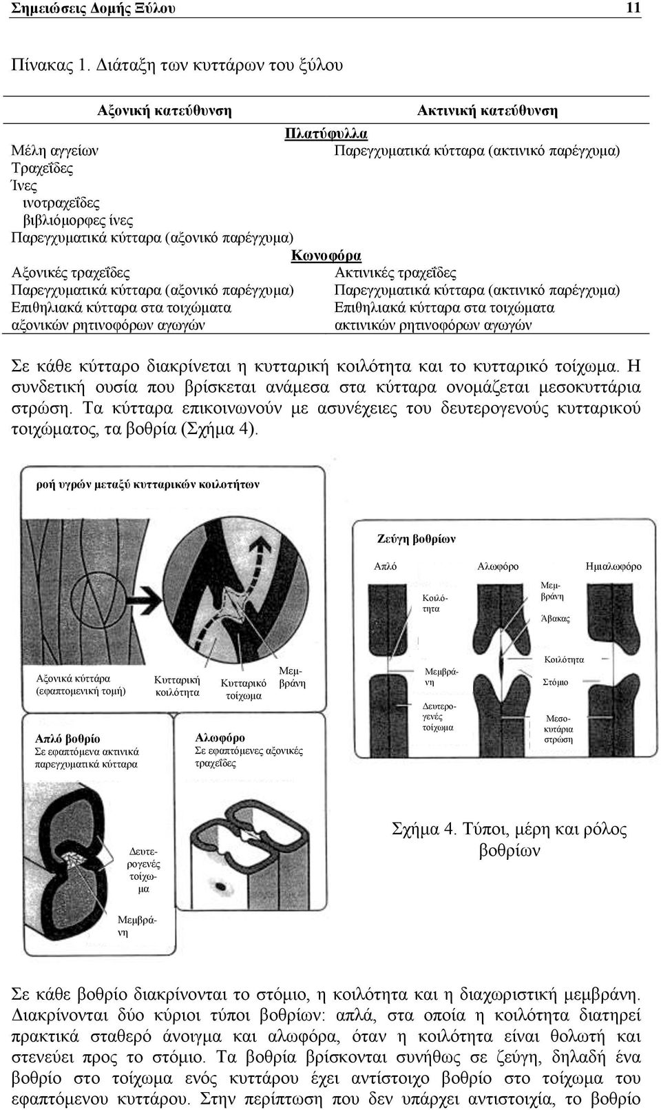 κύτταρα (αξονικό παρέγχυμα) Κωνοφόρα Αξονικές τραχεΐδες Ακτινικές τραχεΐδες Παρεγχυματικά κύτταρα (αξονικό παρέγχυμα) Παρεγχυματικά κύτταρα (ακτινικό παρέγχυμα) Επιθηλιακά κύτταρα στα τοιχώματα