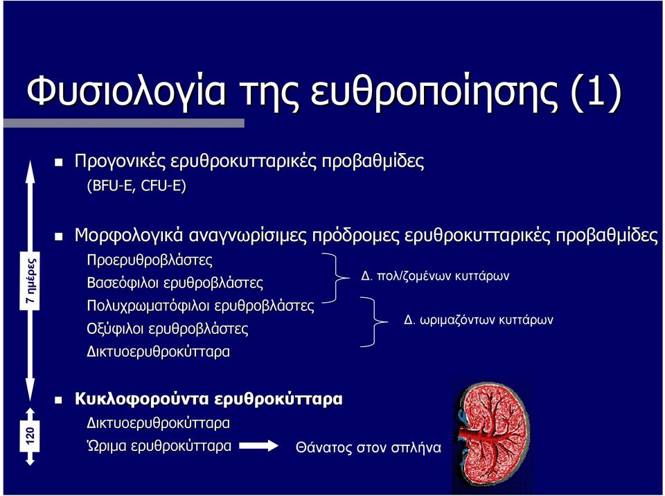 ερυθροβλάστες Πολυχρωματόφιλοι ερυθροβλάστες Οξύφιλοι ερυθροβλάστες Δικτυοερυθροκύτταρα Δ.