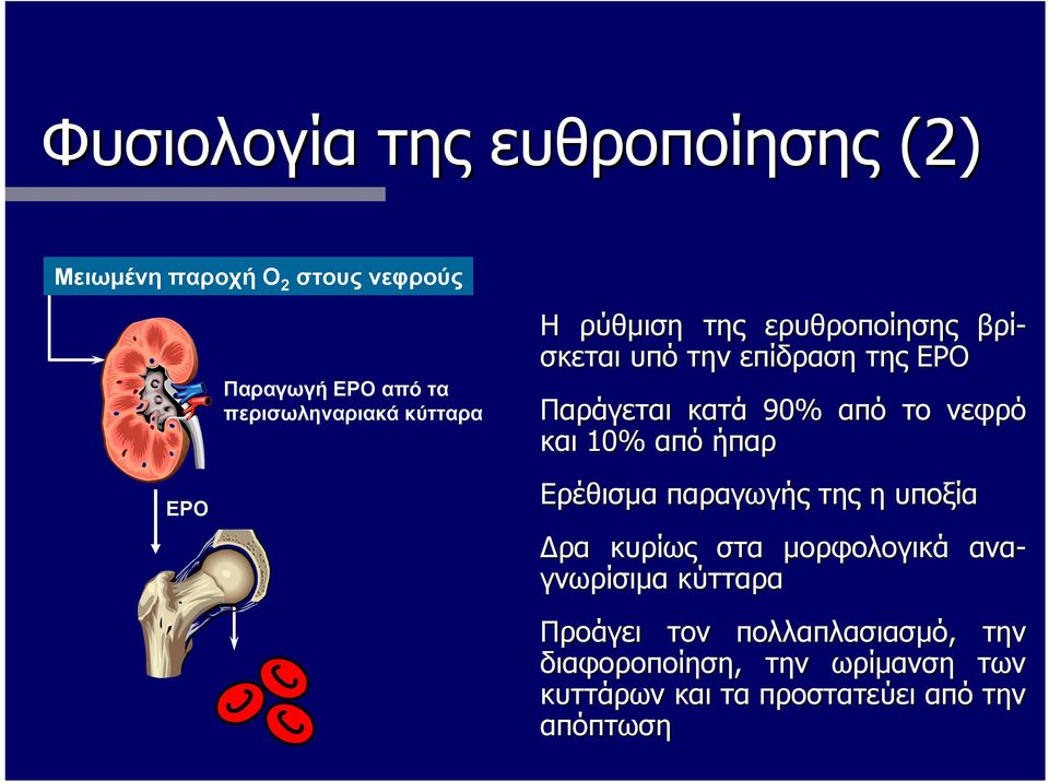 Η ρύθμιση της ερυθροποίησης βρί- σκεται υπό την επίδραση της ΕΡΟ Δρα κυρίως στα μορφολογικά ανα-