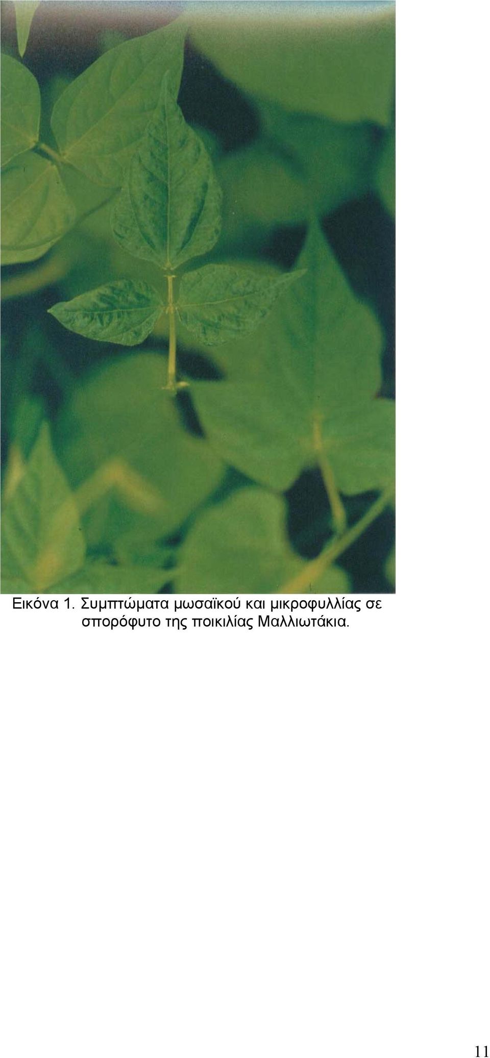 και µικροφυλλίας σε