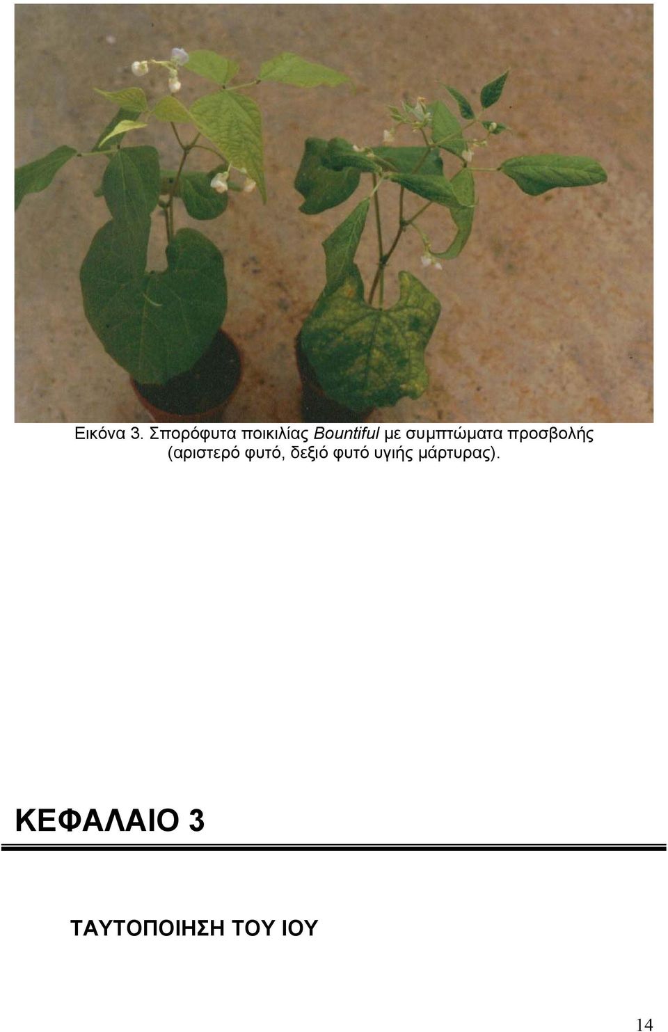 συµπτώµατα προσβολής (αριστερό
