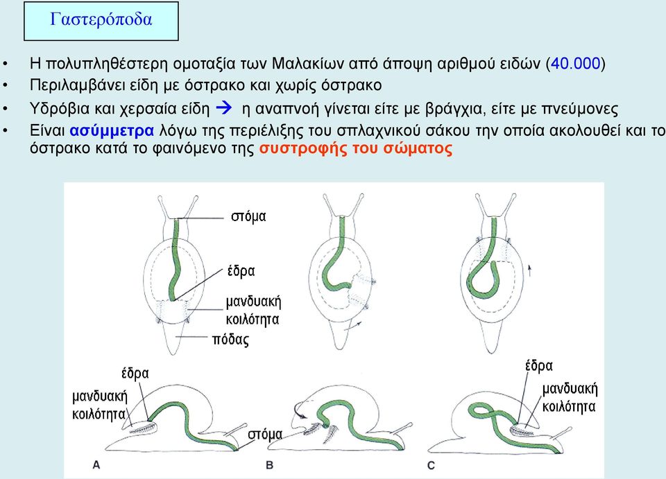 αναπνοή γίνεται είτε με βράγχια, είτε με πνεύμονες Είναι ασύμμετρα λόγω της