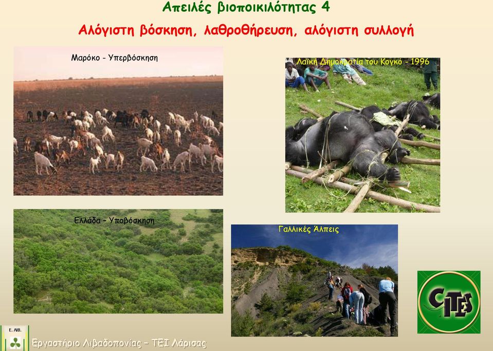 Μαρόκο - Υπερβόσκηση Λαϊκή Δημοκρατία