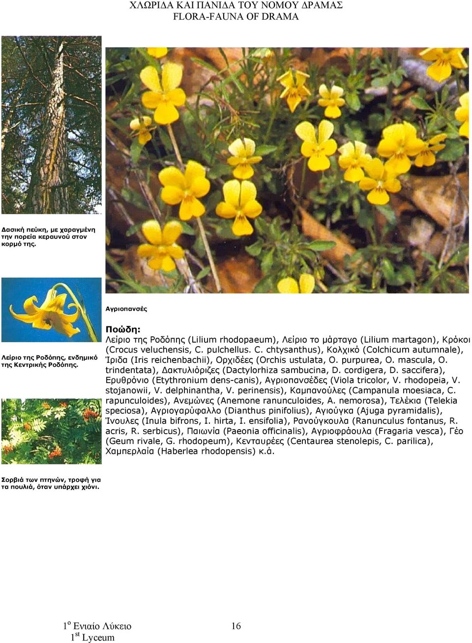 pulchellus. C. chtysanthus), Κολχικό (Colchicum autumnale), Ίριδα (Iris reichenbachii), Ορχιδέες (Orchis ustulata, O. purpurea, O. mascula, O. trindentata), Δακτυλιόριζες (Dactylorhiza sambucina, D.