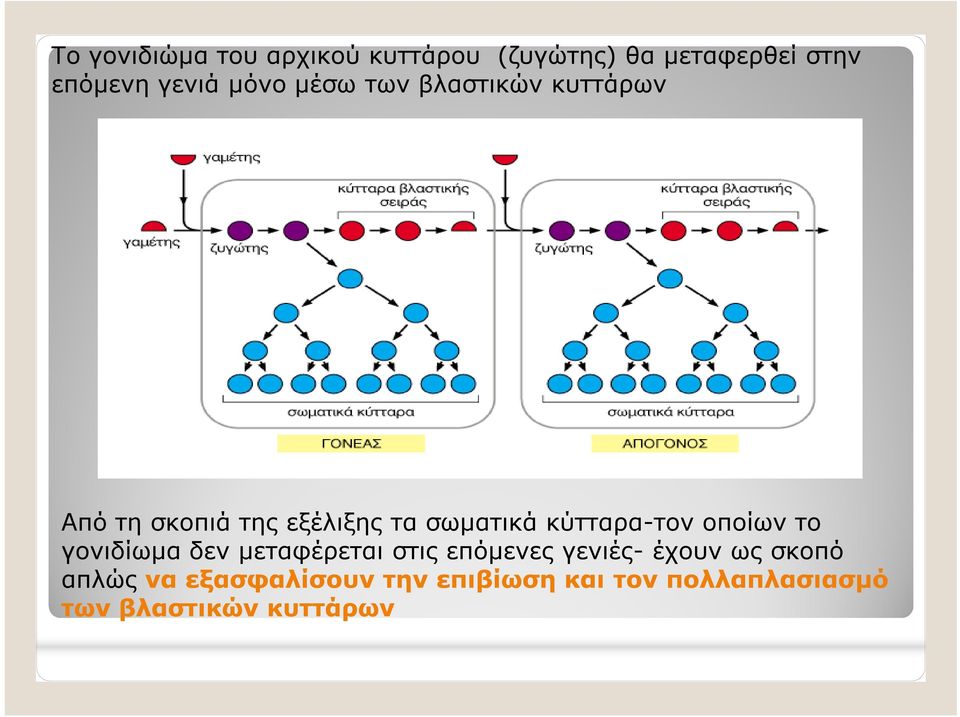 κύτταρα-τον οποίων το γονιδίωμα δεν μεταφέρεται στις επόμενες γενιές- έχουν ως