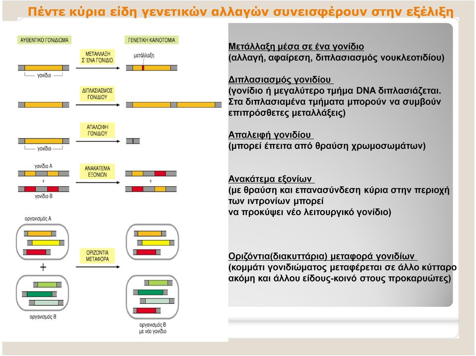 Στα διπλασιαμένα τμήματα μπορούν να συμβούν επιπρόσθετες μεταλλάξεις) Απαλειφή γονιδίου (μπορεί έπειτα από θραύση χρωμοσωμάτων) Ανακάτεμα εξονίων