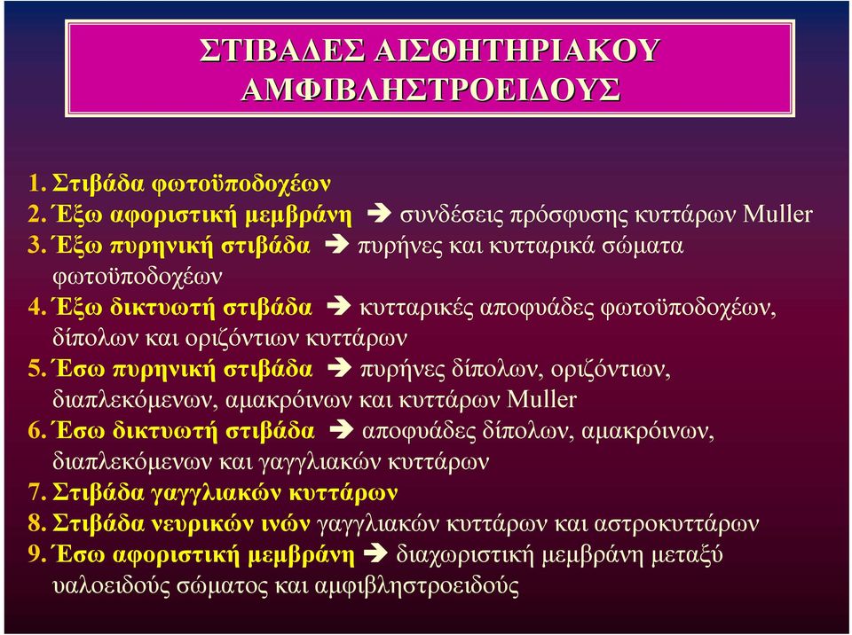 Έσω πυρηνική στιβάδα πυρήνες δίπολων, οριζόντιων, διαπλεκόμενων, αμακρόινων και κυττάρων Muller 6.