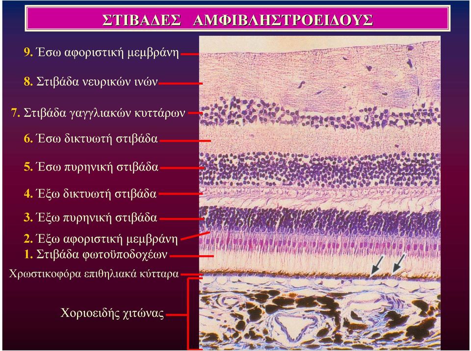 Έσω δικτυωτή στιβάδα 5. Έσω πυρηνική στιβάδα 4. Έξω δικτυωτή στιβάδα 3.