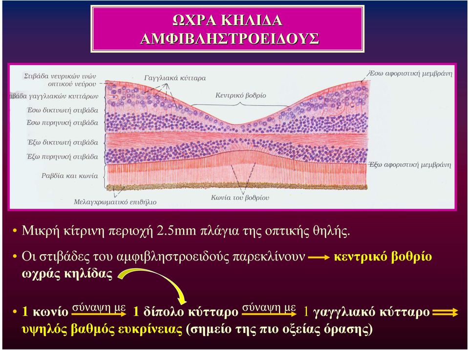 Οι στιβάδες του αμφιβληστροειδούς παρεκλίνουν ωχράς κηλίδας κεντρικό