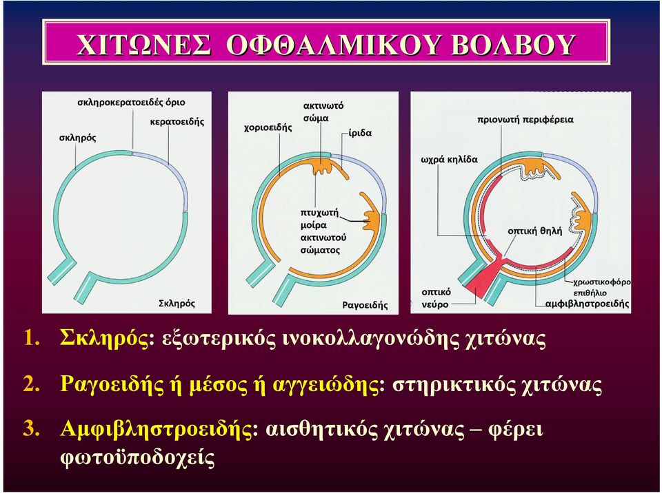 Ραγοειδήςήμέσοςήαγγειώδης: στηρικτικός