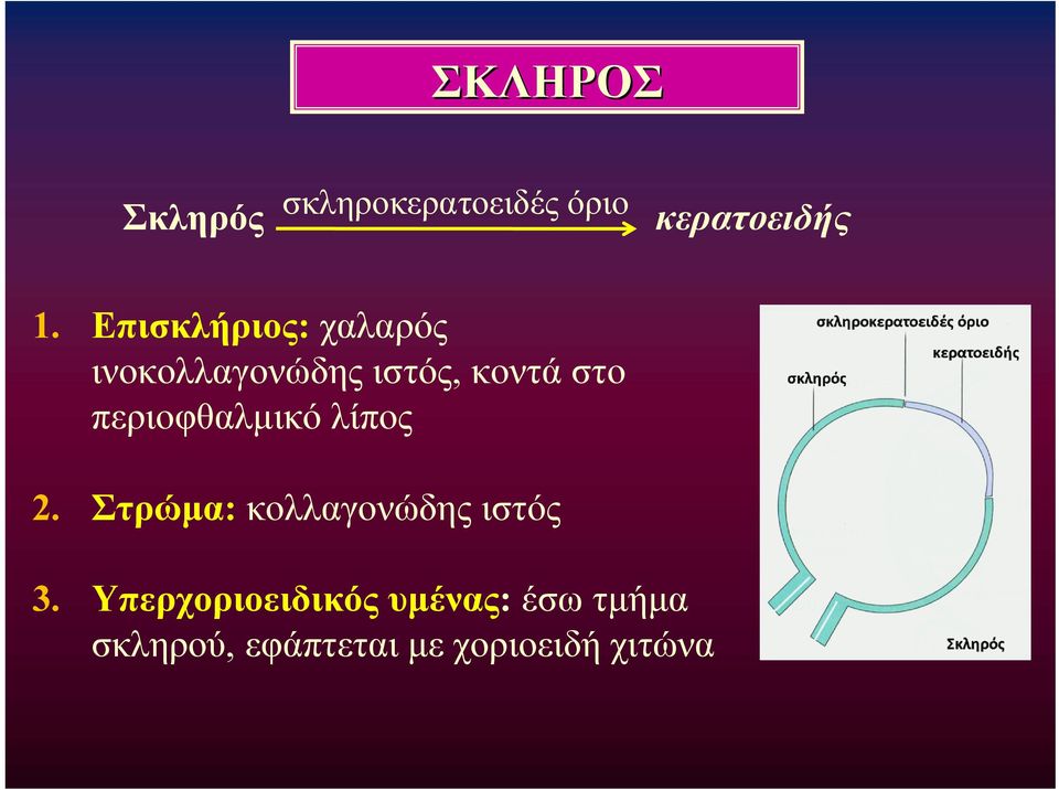 περιοφθαλμικό λίπος 2. Στρώμα: κολλαγονώδης ιστός 3.