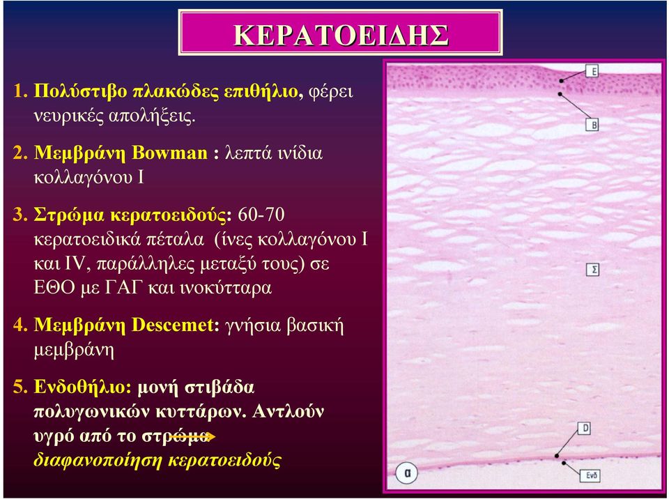 Στρώμα κερατοειδούς: 60-70 κερατοειδικά πέταλα (ίνες κολλαγόνου I και IV, παράλληλες μεταξύ τους)