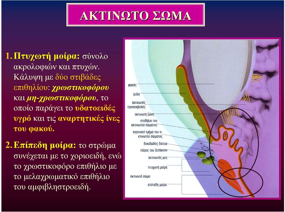 παράγει το υδατοειδές υγρό και τις αναρτητικές ίνες του φακού. 2.