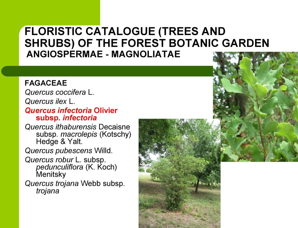 infectoria Quercus ithaburensis Decaisne subsp. macrolepis (Kotschy) Hedge & Yalt.