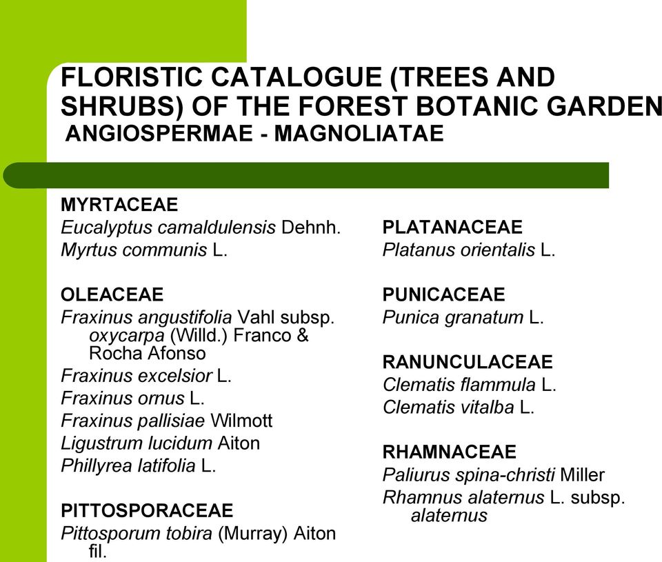 Fraxinus pallisiae Wilmott Ligustrum lucidum Aiton Phillyrea latifolia L. PITTOSPORACEAE Pittosporum tobira (Murray) Aiton fil.