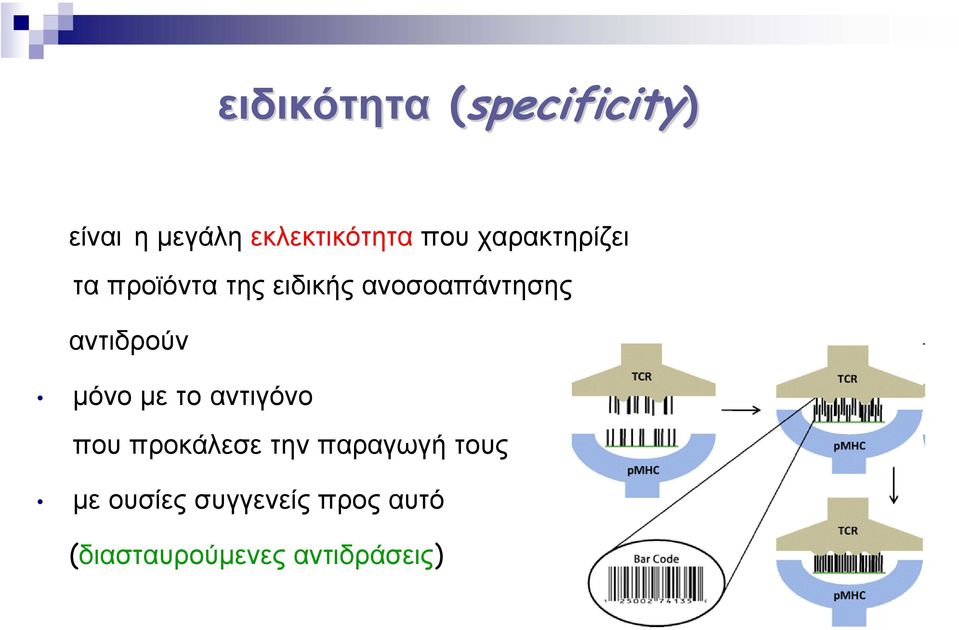 αντιδρούν µόνο µε το αντιγόνο που προκάλεσε την παραγωγή